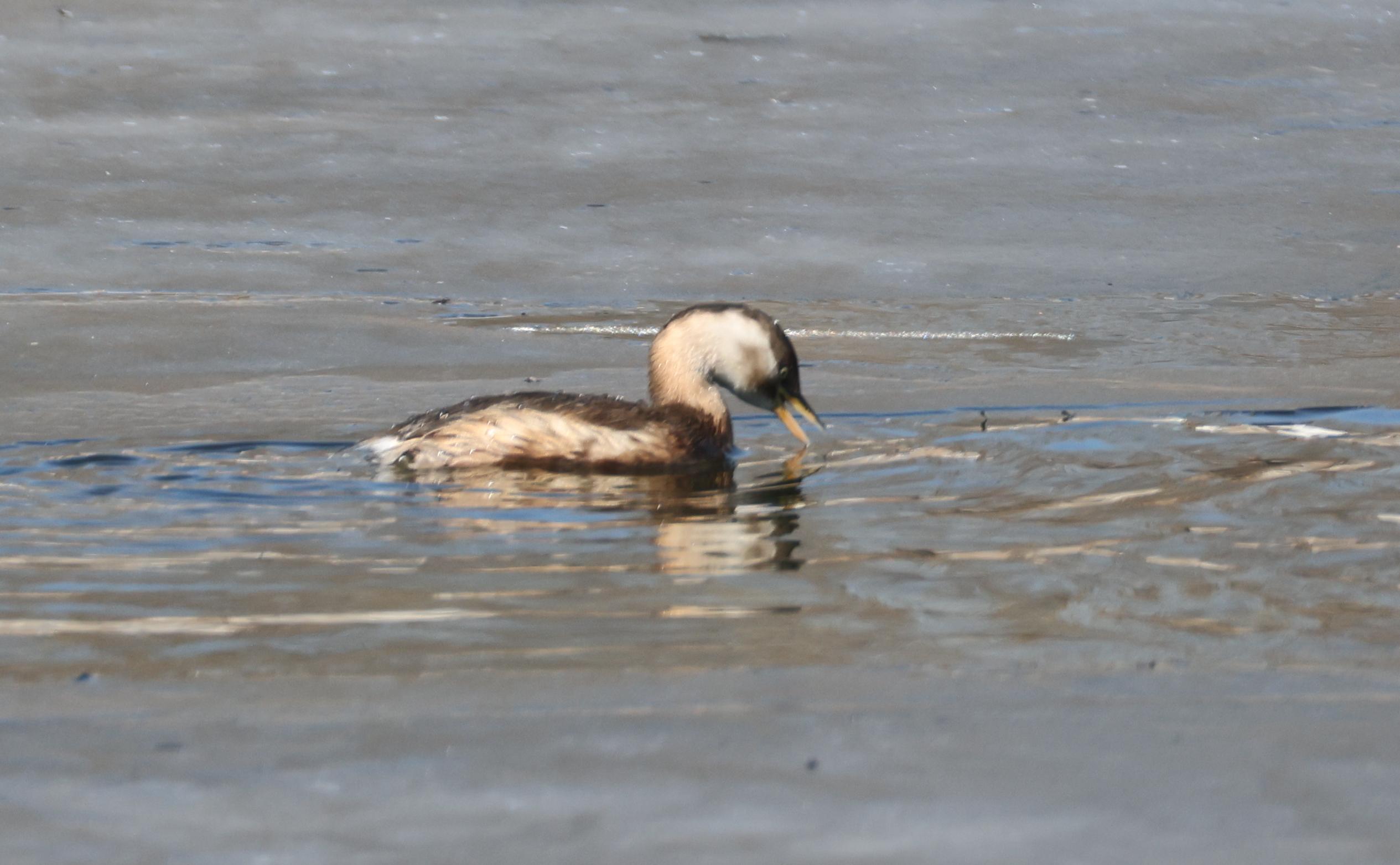 lol视频攻略-6?WyH秲嚬@^秂/?PI?V櫼婜苠鸟的简单介绍