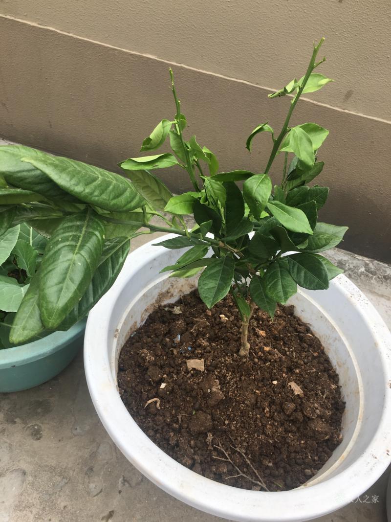 小苍解说视频-包含的词条